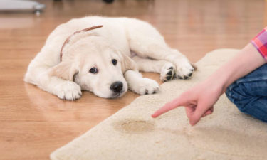 Popular pet urine stain and odor remover products