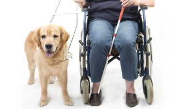 Public access test for getting a service dog certification