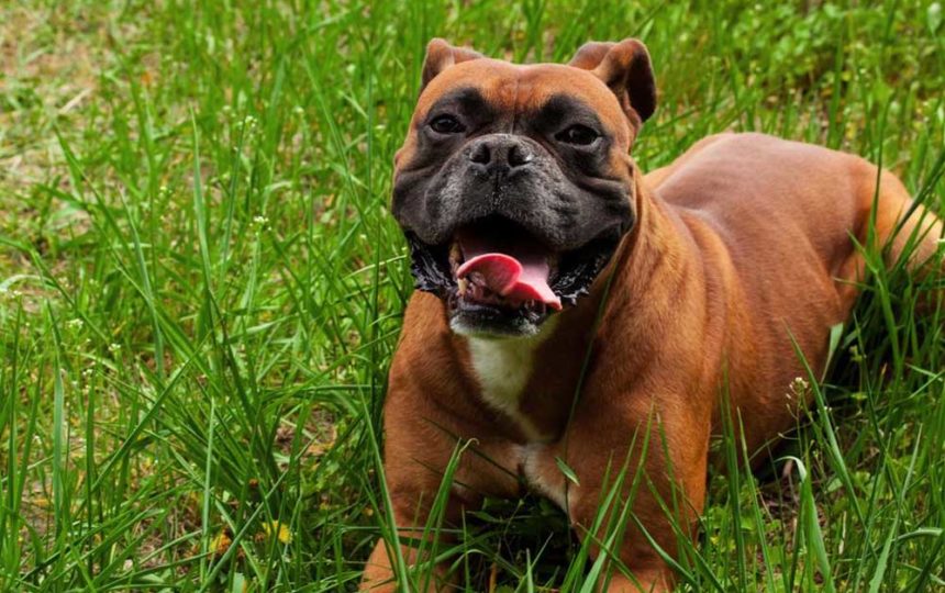 Questions to Ask a Breeder Before Getting a Boxer Pup