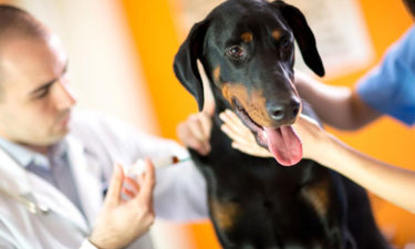 Signs of poisoning in canines