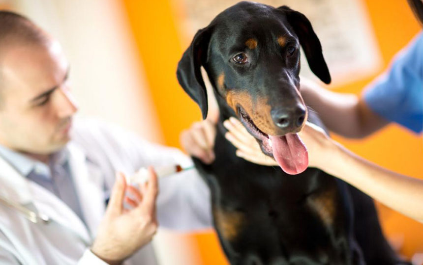 Signs of poisoning in canines