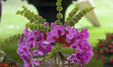 The care your orchids need