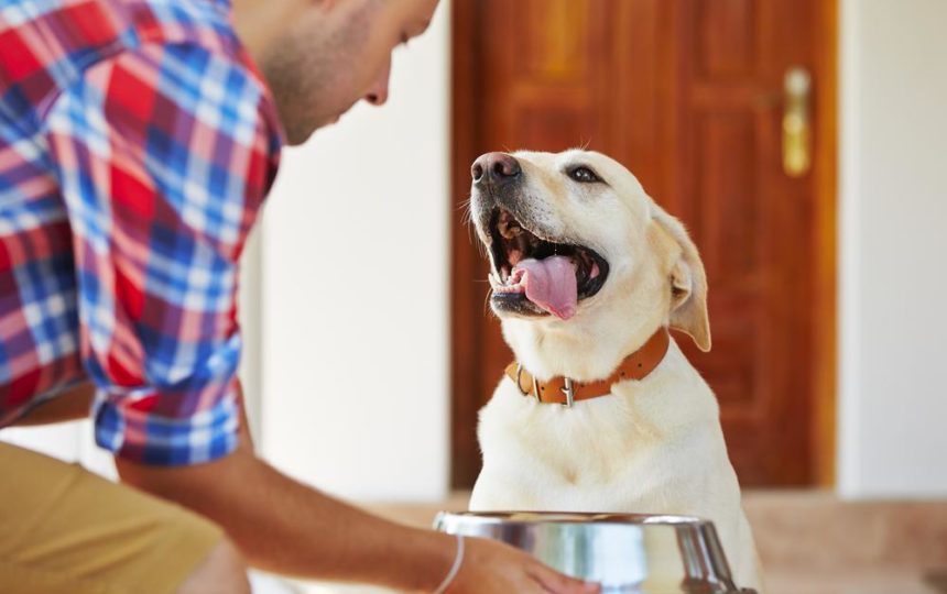 Things You Should Know About The Best Puppy Food In The Market