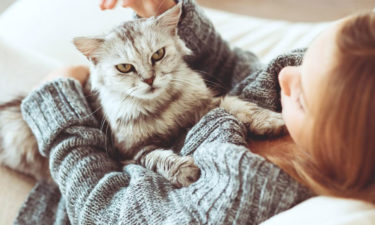 Things to do before your cat gets home