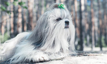 Things you must look for when buying a Shih Tzu puppy