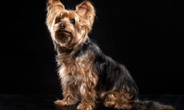 Things you need to find out about a Yorkie on sale