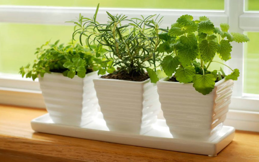 Think indoor gardening when outdoor isn’t possible