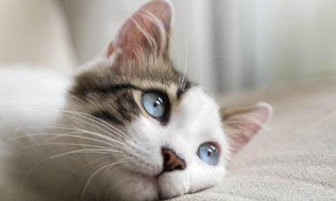 Three cat myths busted