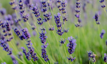 Tips for growing lavender flower plants