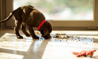 Tips to Choose the Best Puppy Food