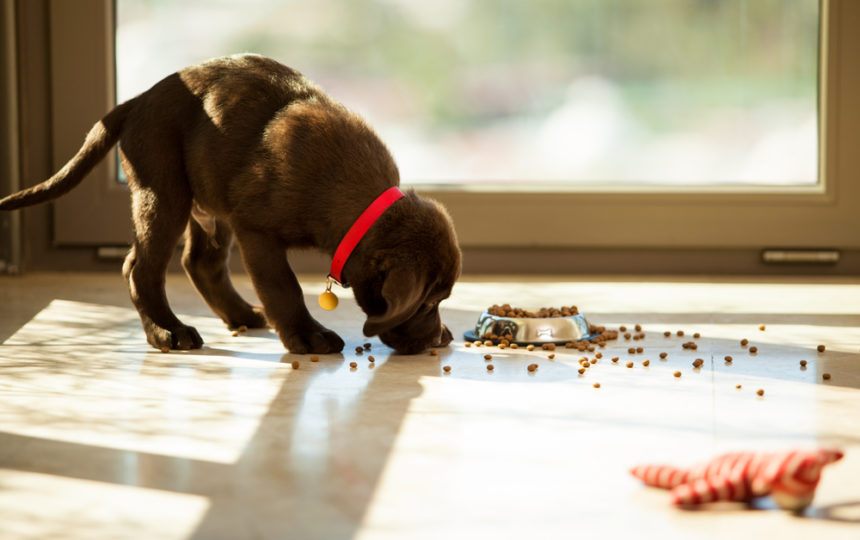 Tips to Choose the Best Puppy Food