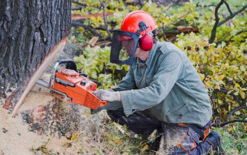 Tips to buy chainsaw for the first time