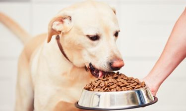 Top 10 best puppy food brands