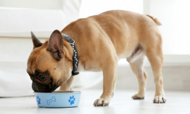 Top 7 Puppy Food Brands in the Market