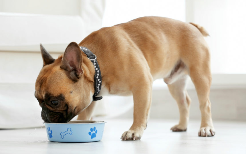 Top 7 Puppy Food Brands in the Market