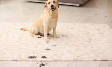 Top Pet Stain Removers That You Can Buy
