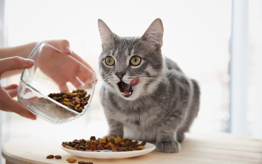 Treat Your Feline Friends with the Best Food