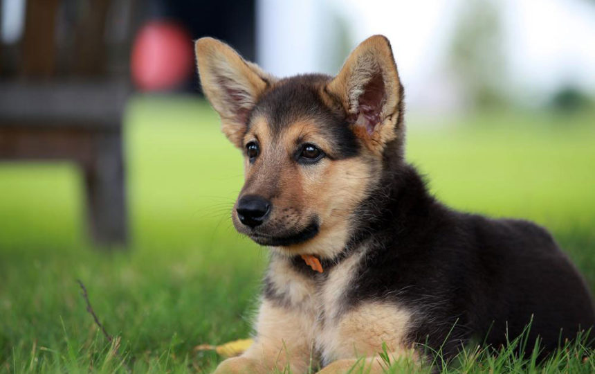 Things you need to know about a German shepherd puppy