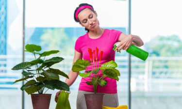 Why you should have houseplants in your home