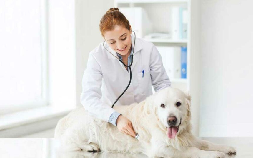 5 reasons you need to have pet insurance