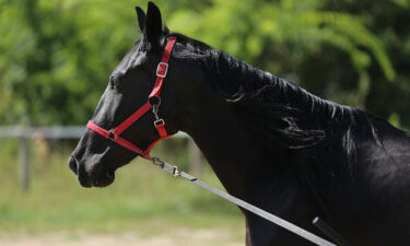 3 essential horse-training aids for beginners
