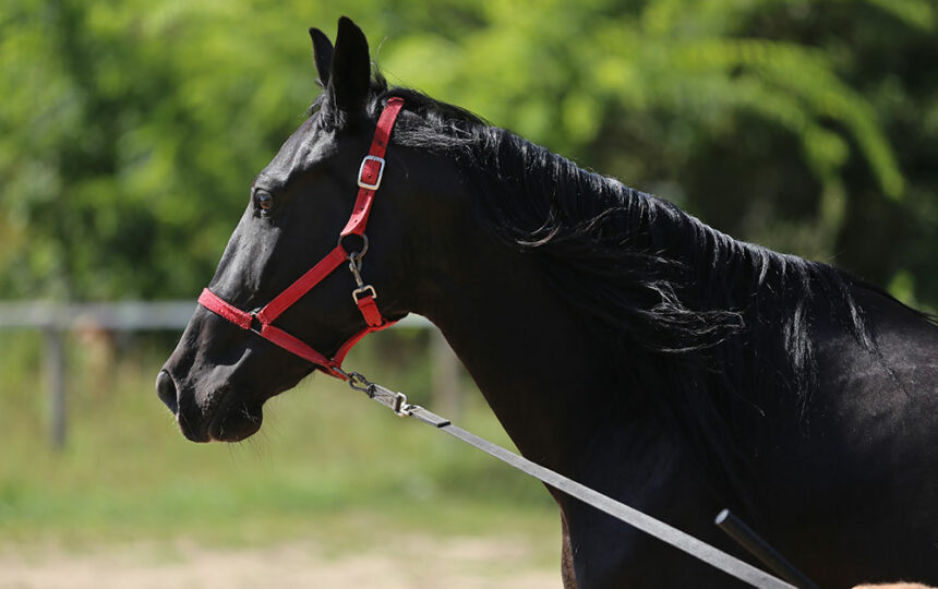 3 essential horse-training aids for beginners