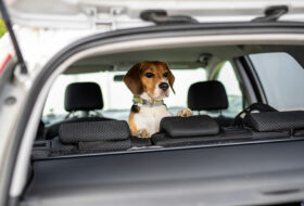 4 benefits of installing a car pet barrier