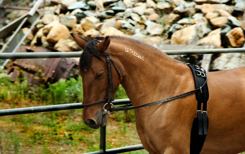 4 common aids used to train horses