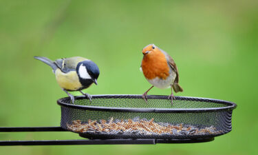 5 bird feeders you can choose from