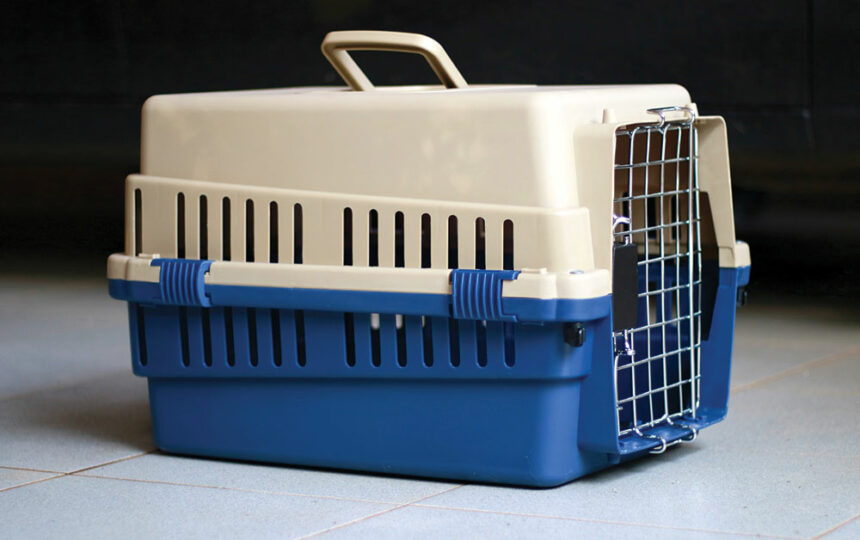 How to choose a large pet carrier