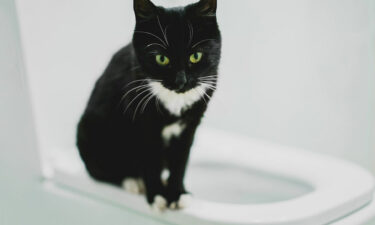 5 simple ways to toilet train a cat