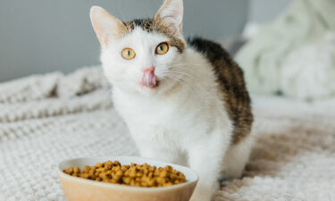 Benefits of wet and dry cat foods