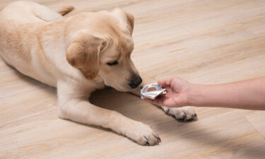 Preventing and Treating Dog Fleas