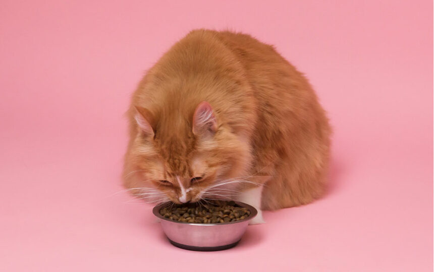 Top 10 cat food deals to check out ahead of Black Friday 2022