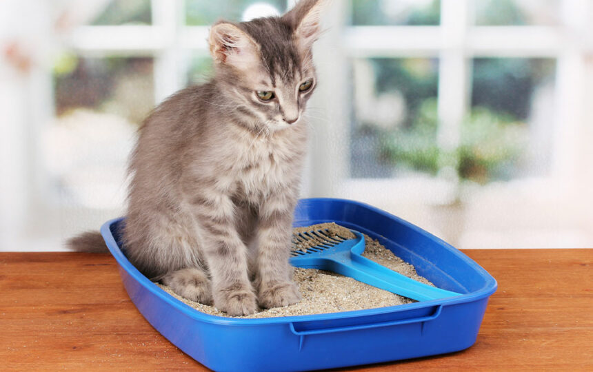 Types of cat litter and their effects on humans