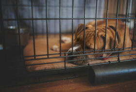 Top 6 benefits of crate training a dog