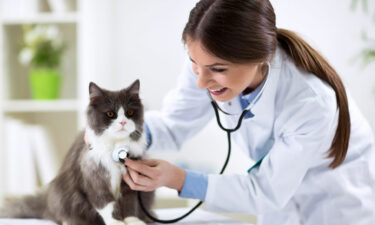 Top benefits and features of a vet pharmacy software